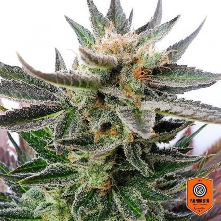 Sativa Traum Kannabia Seeds 100% feminisiert - Günstig anbauen