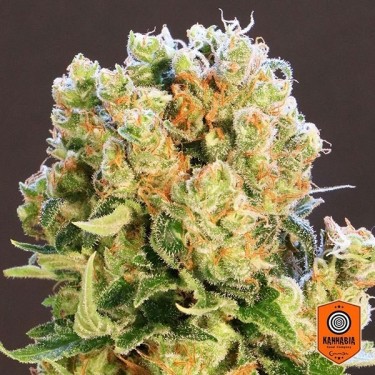 View Diesel Glue feminisierte Sorte von Kannabia - Grow Barato