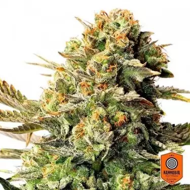 Russian Doll planta de marihuana