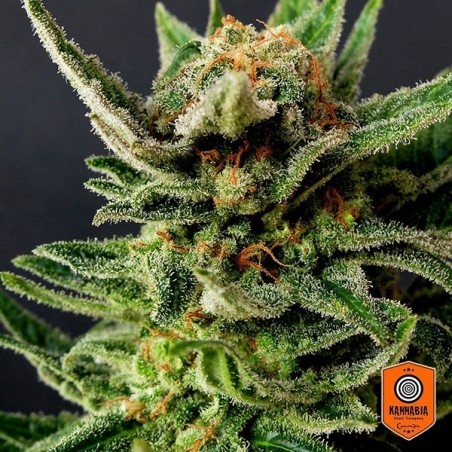 Gypsy Kush von Kannabia Seeds feminisiert - Günstig anbauen