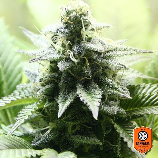 View Kannabia Seeds präsentiert Indica Cream - Günstig anbauen