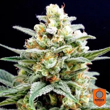 Kritikal K von Kannabia Seeds feminisiert - Günstig anbauen