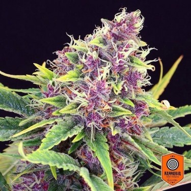 View Purple Kush