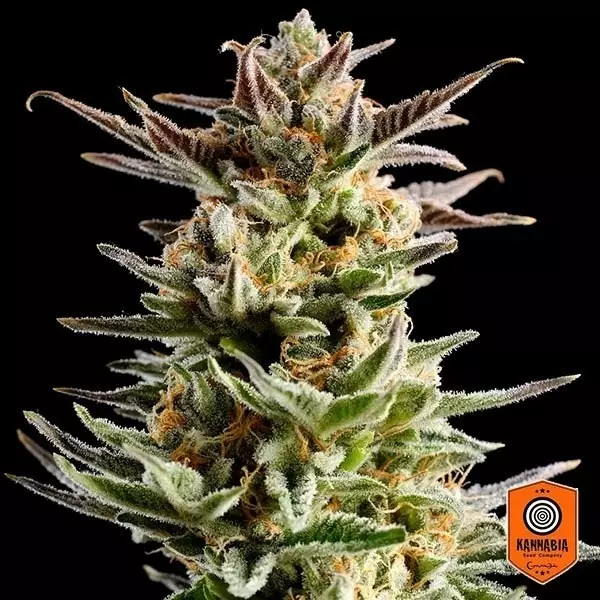Sicht Big Band von Kannabia Seeds feminized - Grow Billig