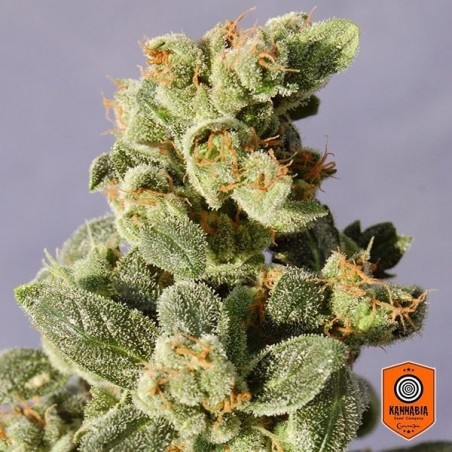 Zwerg Auto Kannabia Seeds Fem. - Günstig anbauen
