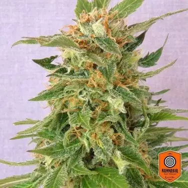 Ginger Punch Auto von Kannabia Seeds - Günstig anbauen