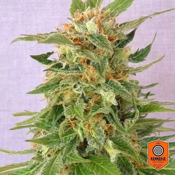 Sicht Ginger Punch Auto von Kannabia Seeds - Günstig anbauen