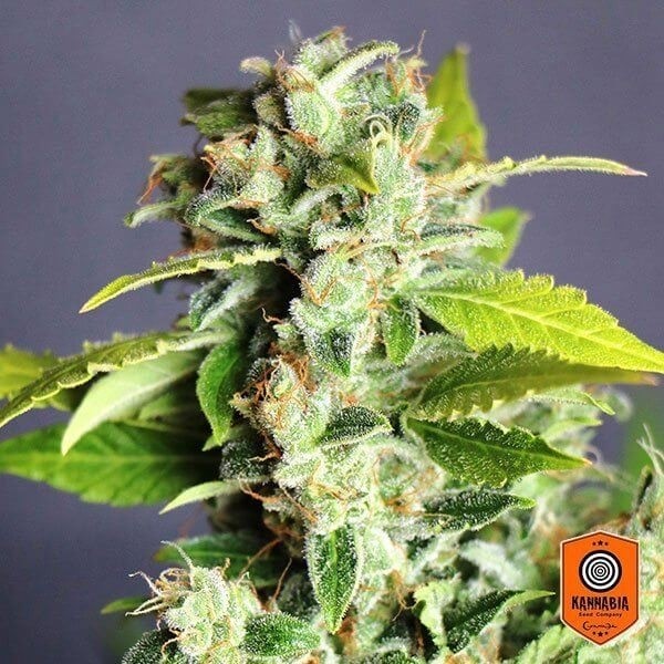 View Mikromachine Auto von Kannabia Seeds - Billig anbauen