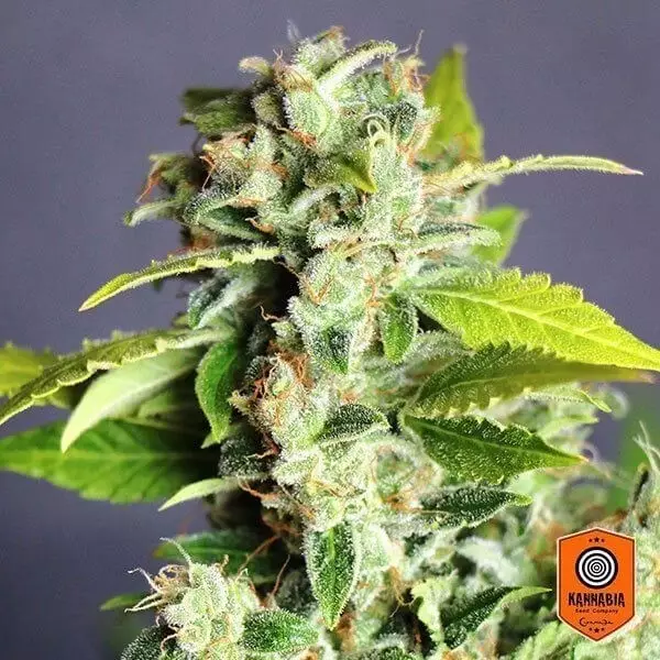 Sicht Mikromachine Auto von Kannabia Seeds - Billig anbauen