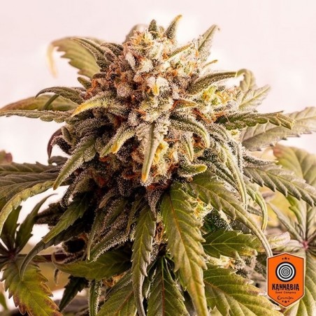 Speedy Boom Autoblühende von Kannabia Seeds - Preiswert Wachsen