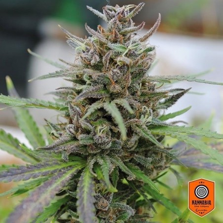 Baby Boom Auto fem. von Kannabia Seeds - Grow Barato