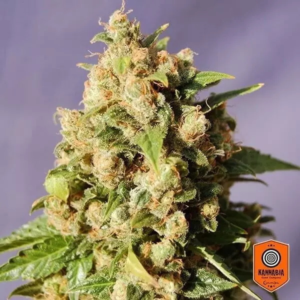 Sicht Kuss von Kannabia Seeds feminisierte Samen - GB The Green Brand