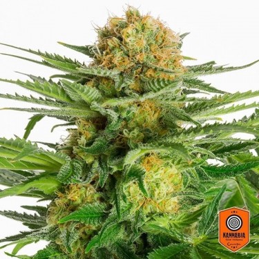 View White Domina von Kannabia Seeds feminisiert - Günstig Grow