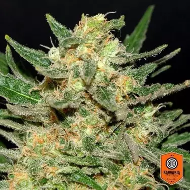 Thai Fantasy Plante de marijuana