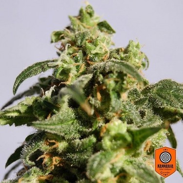 View Skunk+ von Kannabia Seeds feminisiert - Grow Cheap