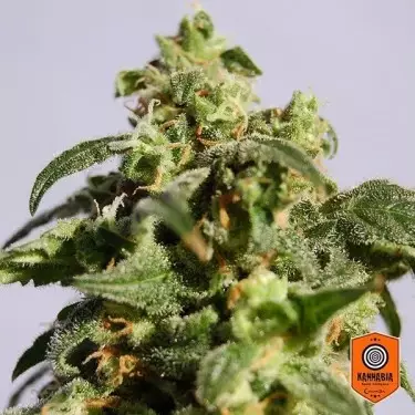 Skunk+ von Kannabia Seeds feminisiert - Grow Cheap