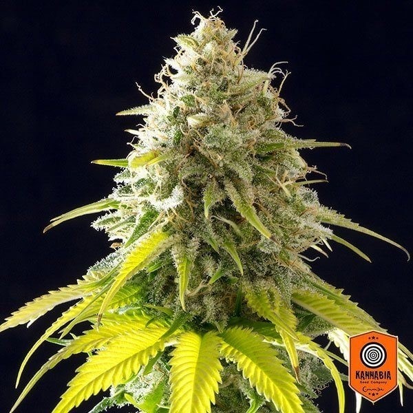 View Mataro Blue von Kannabia Seeds feminisiert - GB The Green Brand