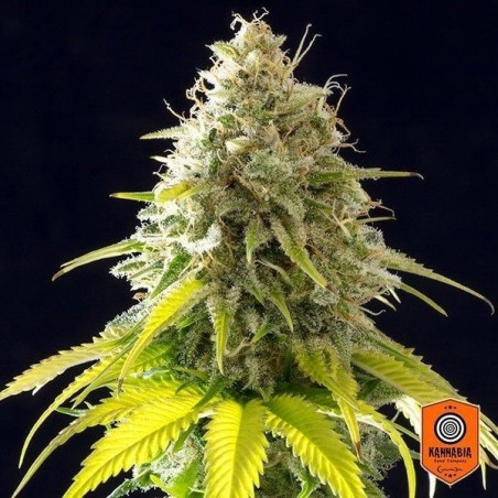 Mataro Blue von Kannabia Seeds feminisiert - GB The Green Brand