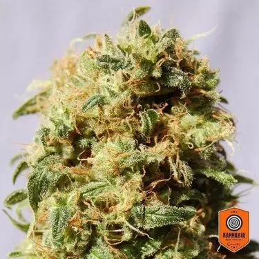 Die Königin von Afrika aka Kaboom Kannabia Seeds - Günstig Anbauen