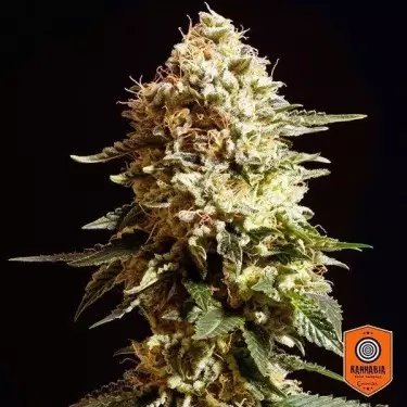 Die Blanca von Kannabia Seeds feminisiert - Grow Billig