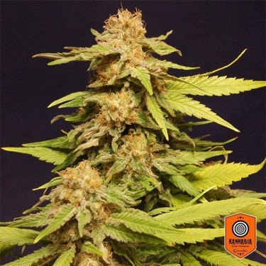 Big Bull von Kannabia Seeds feminisiert - GB The Green Brand