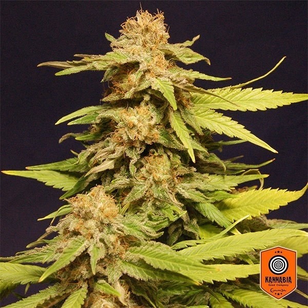 View Big Bull von Kannabia Seeds feminisiert - GB The Green Brand