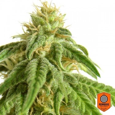 View Afrodite - Kannabis Seeds