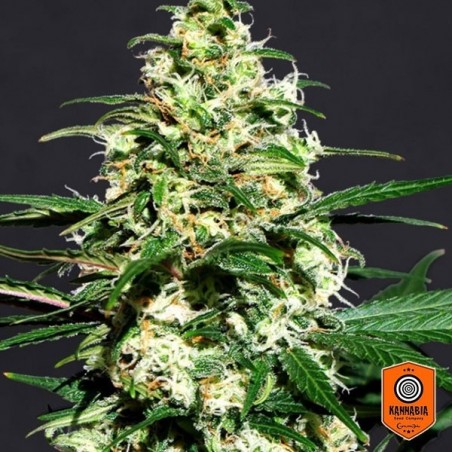 Amnesi K von Kannabia Seeds 100% feminisiert - Günstig Grow