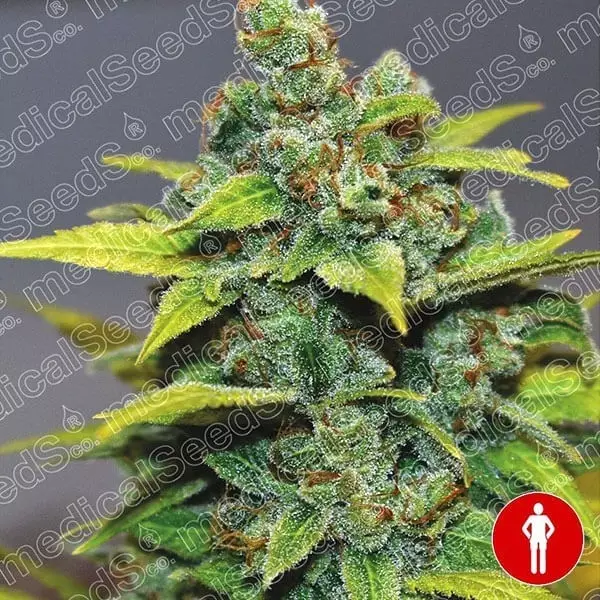 Sicht Banana Zkittlez-Samen von Medical Seeds - Günstig anbauen