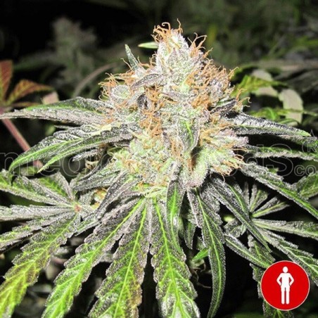 Deep Neville Regular von Medical Seeds - Günstig anbauen