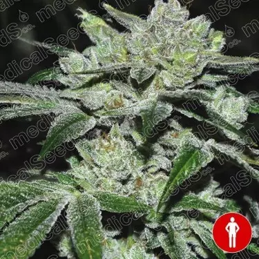 Sour Glue planta de marihuana