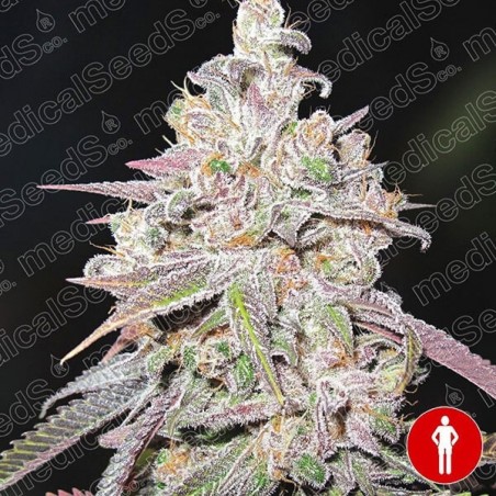 Mendocino Chanel Kush
