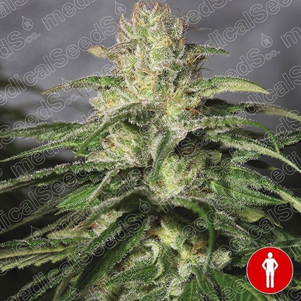 View Og Kush CBD