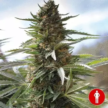 Over Dawg Medical Seeds 100% feminisiert - Billiges Wachstum