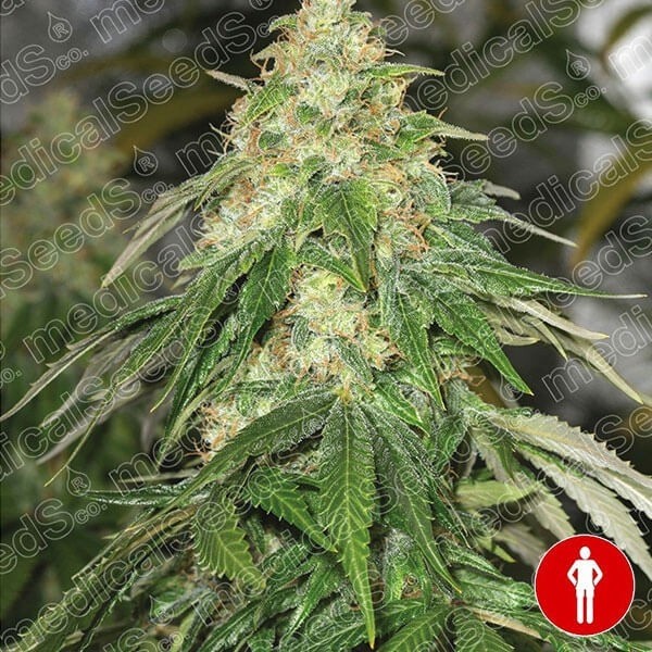 View Some Sweet von Medical Seeds 100% feminisiert - GB The Green Brand