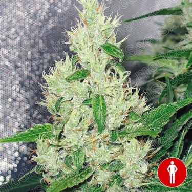 View ? Y Griega Medical Seeds Feminisierte - Günstig Wachsen