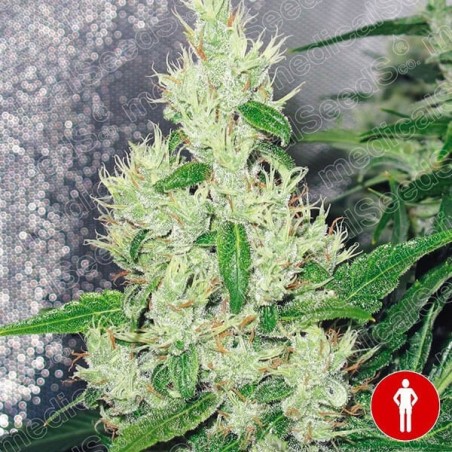 ? Y Griega Medical Seeds Feminisierte - Günstig Wachsen