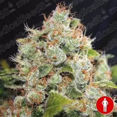 BCN Sour Diesel von Medical Seeds, feminisiert - GB The Green Brand
