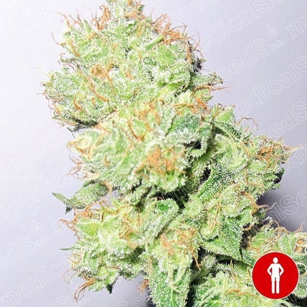 View Y Griega CBD planta de marihuana