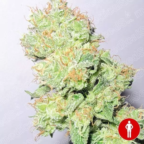 Sicht Y Griega CBD planta de marihuana