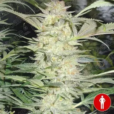 White Widow Medical Seeds