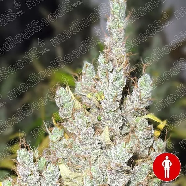 Sicht 2046 - Medical Seeds