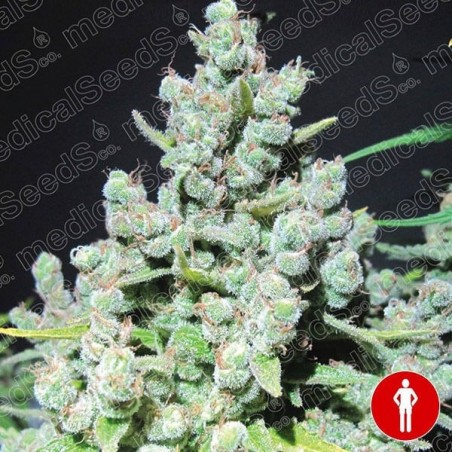 Malakoff von Medical Seeds feminisiert - Grow Barato