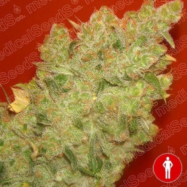 Jack la Mota von Medical Seeds feminisiert - Günstig Grow