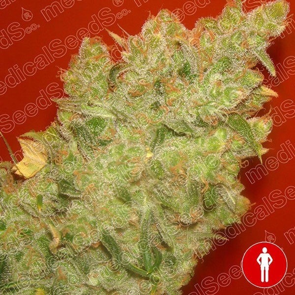 View Jack la Mota von Medical Seeds feminisiert - Günstig Grow