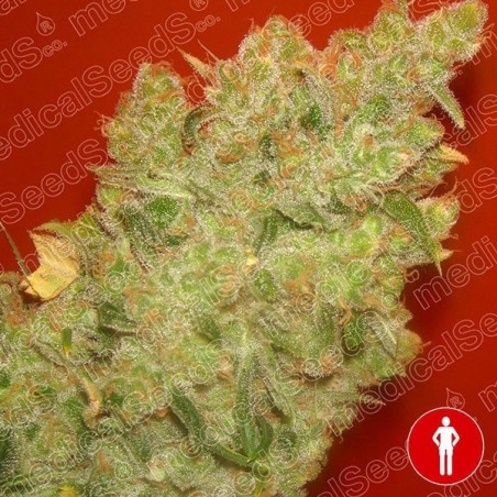 Jack la Mota von Medical Seeds feminisiert - Günstig Grow