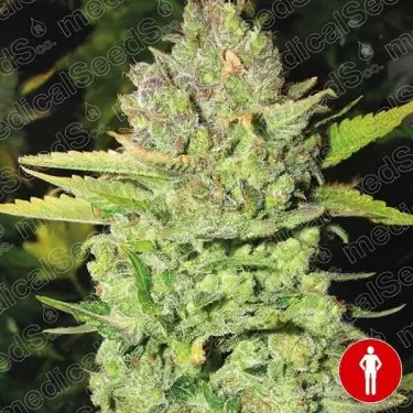 Medical Seeds Feminized Teufelsfrüchte - Günstig anbauen