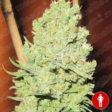 Channel + feminisierte Samen von Medical Seeds - Günstig Wachsen