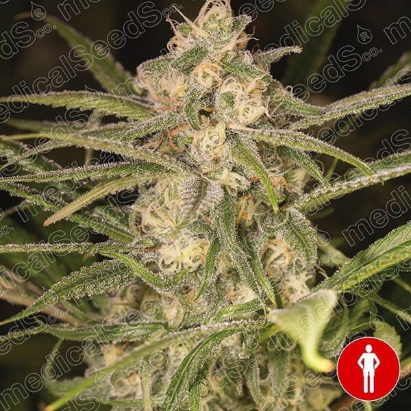 Namenlos Auto von Medical Seeds 100% feminisiert - Günstig Anbauen