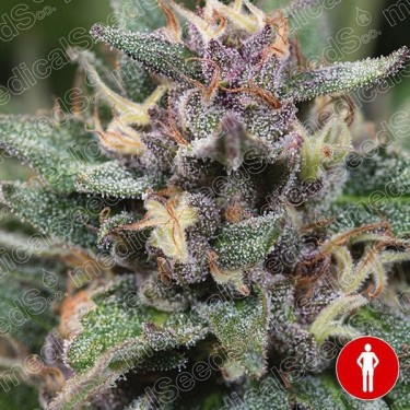 Blue Hell Auto von Medical Seeds feminisiert - Günstig Anbauen